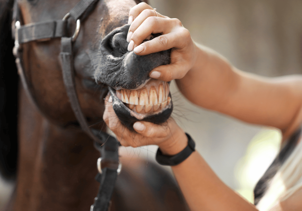 aging a horse by teeth